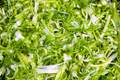 파채 Shredded Scallion